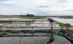 Belasan Ton Ikan Keramba di Waduk Cengklik Boyolali Mati Akibat Upwelling