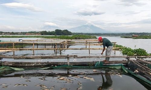 Belasan Ton Ikan Keramba di Waduk Cengklik Boyolali Mati Akibat Upwelling