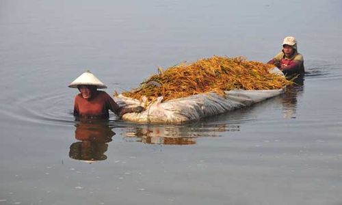 Ribuan Hektare Tanaman Padi di Kudus Puso Akibat Terendam Banjir