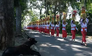 Ratusan Perempuan Ikuti Tradisi Mapeed Alas Kedaton di Tabanan Bali