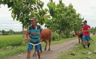 Trauma Banjir Besar 2007, Warga Ngawi Mulai Ungsikan Hewan Ternak