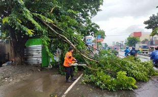 Cuaca Ekstrem, BPBD Semarang: 32 Pohon Tumbang & Banjir di Sejumlah Wilayah