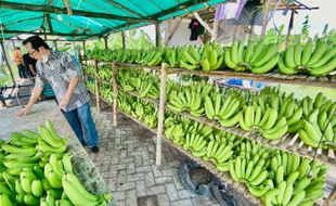 Cerita Klaster Pisang Cavendish di Pasuruan, Ubah Lahan Tak Produktif Jadi Cuan