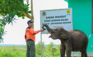 Ikut Aktif Lestarikan Gajah Sumatra, PLN Sediakan Kendaraan Patroli Hewan