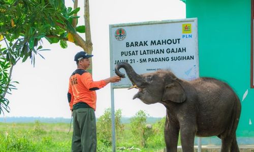 Ikut Aktif Lestarikan Gajah Sumatra, PLN Sediakan Kendaraan Patroli Hewan