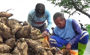 Waduh! Harga Ubi Jalar di Magetan Naik Tinggi, Rp5.500 per Kilogram