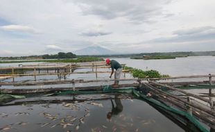 Disiapkan buat Lebaran, Puluhan Ton Ikan di Waduk Cengklik Boyolali Malah Mati