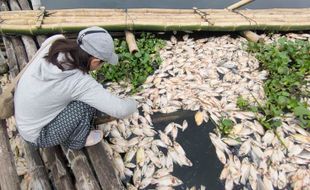 Dampak Upwelling, Petani KJA Waduk Cengklik Boyolali Harus Mulai dari Nol Lagi