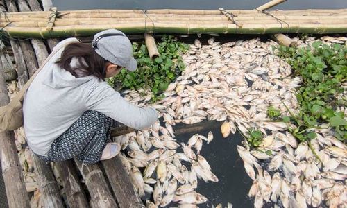 Dampak Upwelling, Petani KJA Waduk Cengklik Boyolali Harus Mulai dari Nol Lagi