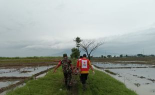 Warga Pilangsari Sragen Geger, Pria Lansia Ditemukan Meninggal di Sawah