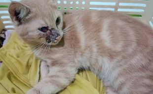 Kejam! Kucing Milik Warga Cawas Klaten Ditembak Orang, Peluru Kena Mata