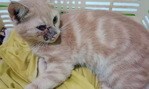 Kejam! Kucing Milik Warga Cawas Klaten Ditembak Orang, Peluru Kena Mata