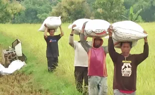 Petani Mulai Panen, Stok Beras di Magetan Dijamin Aman hingga Lebaran