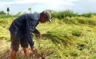 Terendam Banjir, Puluhan Hektare Tanaman Padi di Magetan Terancam Gagal Panen