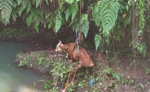 Terjun ke Jurang Sedalam 15 Meter, Sapi 2 Kuintal di Tulung Klaten Selamat