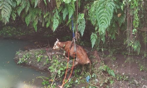 Terjun ke Jurang Sedalam 15 Meter, Sapi 2 Kuintal di Tulung Klaten Selamat