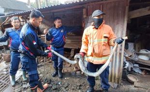 Dikira Biawak, Ular Piton 3 Meter Makan 1 Ekor Ayam Warga Bener Sragen