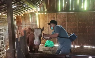 58.879 Ekor Ternak di Ngawi Telah Divaksin, Warga Jangan Ragu Konsumsi Daging