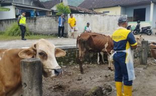 Muncul Kasus Antraks di DIY, 800 Ekor Sapi di Perbatasan Klaten Diberi Vaksin