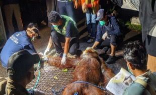 Berkeliaran di Bandara Berhari-hari, Seekor Orang Utan Diamankan BKSDA