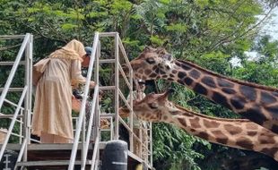 Fenomena Bediding, Satwa di Kebun Binatang Surabaya Diberi Tambahan Nutrisi