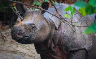 Badak Jawa, 1 dari  5 Spesies Badak yang Tersisa di Dunia