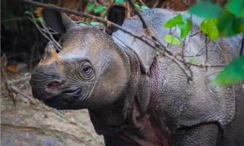 Badak Jawa, 1 dari  5 Spesies Badak yang Tersisa di Dunia