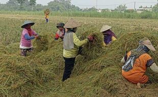 Panen MT I, Petani Karanganyar Ngenes Harga Gabah Anjlok