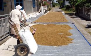 Terendam Banjir, Harga Gabah di Weru Sukoharjo Anjlok di Bawah HPP