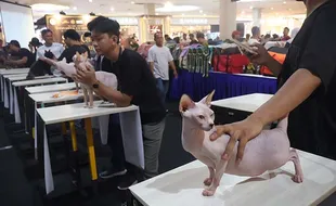 Ratusan Pencinta Kucing Ikuti Internasional Cat Show di Solo Paragon Mall