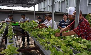 Panen Sayur di Instalasi Hidroponik Hotel Swiss-Belinn Saripetojo Solo