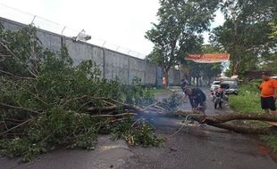 Pohon Tumbang Akibat Hujan Deras Tutup Akses Jalan Terminal Palur Karanganyar