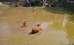 Mplegung Sapi, Ritual Memandikan Ternak di Tradisi Bersih Dusun Jatinom Klaten