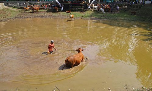 Mplegung Sapi, Ritual Memandikan Ternak di Tradisi Bersih Dusun Jatinom Klaten