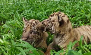 Gemas! Pengunjung Solo Safari Bisa Lihat Langsung Tiga Bayi Harimau Benggala