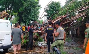 Akibat Hujan Deras Disertai Angin, Sebanyak 32 Pohon Tumbang di Solo