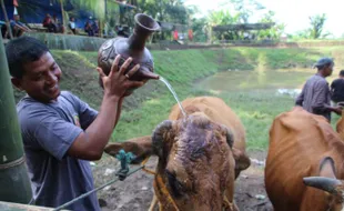 Bersih Dusun, Warga Bunder-Jarakan Klaten Mandikan Sapi & Minum Dawet Bersama