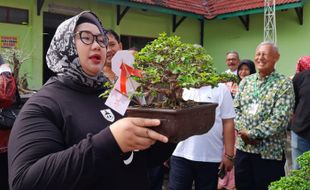 360 Bonsai Dipamerkan di GOR Sragen, akan Dipilih 10 Terbaik