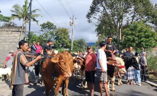 Unik! Ratusan Sapi Ikut Meriahkan Lebaran, Diarak Keliling Desa Sruni Boyolali