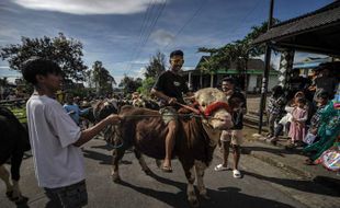 Lebaran Sapi, Cara Warga Sruni Musuk Boyolali Minta Maaf kepada Hewan Ternak