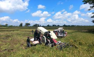 Panen Raya, KTNA Klaten Sarankan Petani Tunda Jual Sebagian Hasil Panen