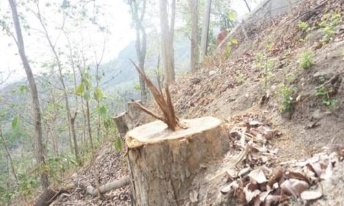 Waduh! Pembalakan Liar di Alas Tunggangan Wonogiri Marak Lagi Jelang Lebaran