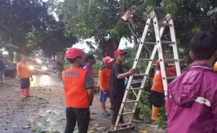 Pohon Tumbang di Sukoharjo, Wilayah Mojolaban Paling Parah 