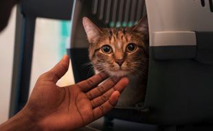 Tips Membawa Kucing Ikut Mudik Lebaran