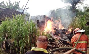 ODGJ di Magetan Bakar Kandang Sapi Milik Tetangganya, Beberapa Ekor Ternak Mati