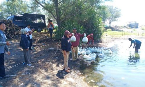 Ribuan Benih Ikan Bandeng Ditebar di Laguna Trisik dan Glagah Kulonprogo