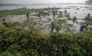 Ratusan Orang Gotong Royong Bersihkan Enceng Gondok di Waduk Cengklik Boyolali