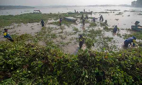 Ratusan Orang Gotong Royong Bersihkan Enceng Gondok di Waduk Cengklik Boyolali