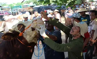 Jelang Iduladha, DKKP Klaten Cek Kesehatan Sapi di Pasar Jatinom