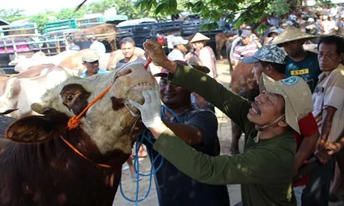 Jelang Iduladha, DKKP Klaten Cek Kesehatan Sapi di Pasar Jatinom